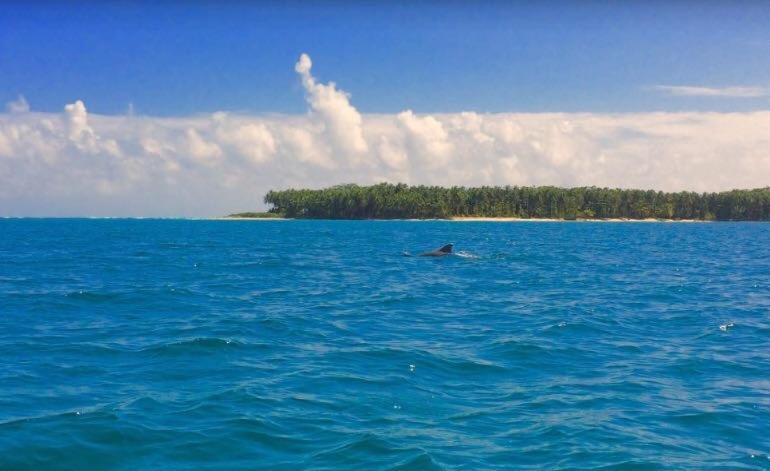 Dolphin Bay Hideaway Bed & Breakfast Бокас дел Торо Екстериор снимка